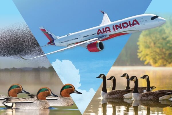 Hawkai Data - Ducks, Geese, and Planes - 787 Series