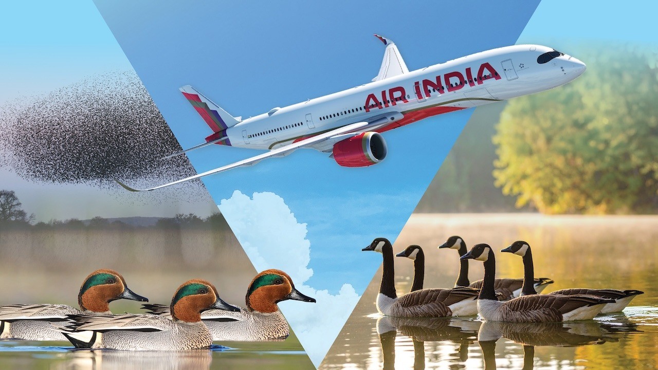 Hawkai Data - Ducks, Geese, and Planes - 787 Series